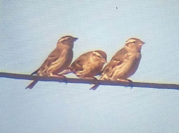 Pardal roquer  - Ferran Pujol