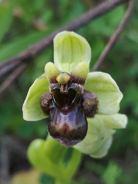 Ophrys bombyliflora  - Richard Fay
