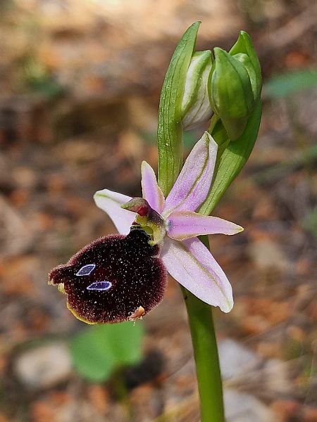Ophrys bertolonii  - Diane Raibaut