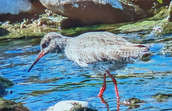 Gamba roja vulgar  - Ferran Pujol