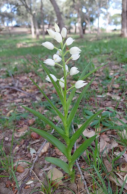 Cephalanthera longifolia  - Julien Buissart