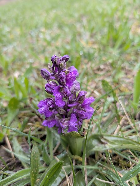 Himantoglossum robertianum  - Oriane Arnaud