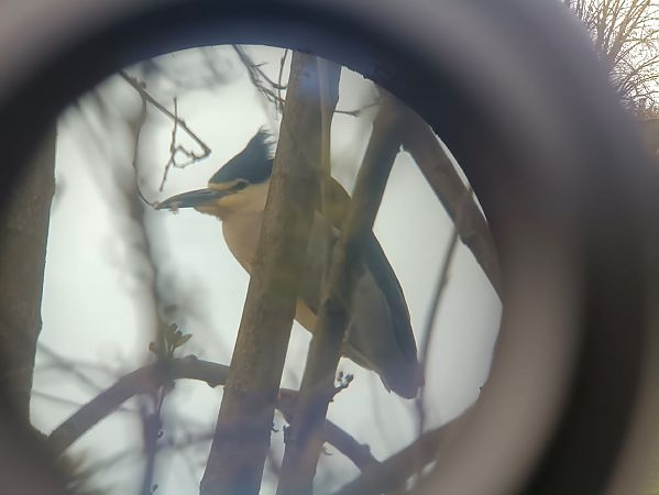 Nitticora  - Anonimo