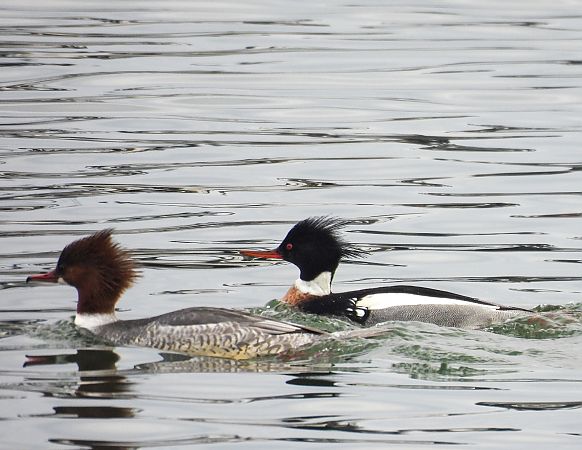 szlachar  - Natalia Gorczowska