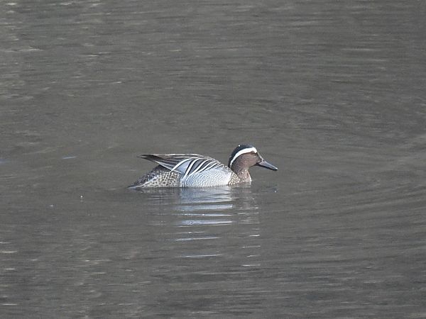 Marzaiola  - Enrico Carta