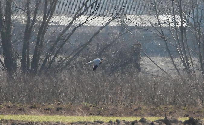 błotniak zbożowy  - Adrian Dudkiewicz