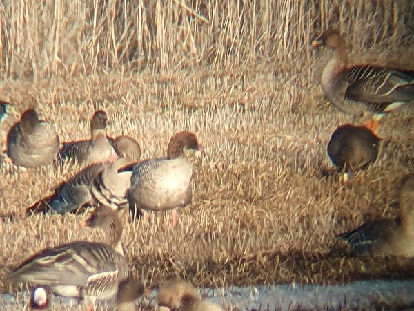 Oie à bec court  - Grzegorz Pac