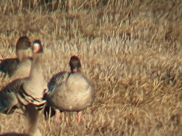 Oie à bec court  - Grzegorz Pac