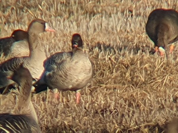 Oie à bec court  - Grzegorz Pac