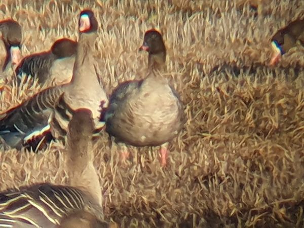Oie à bec court  - Grzegorz Pac