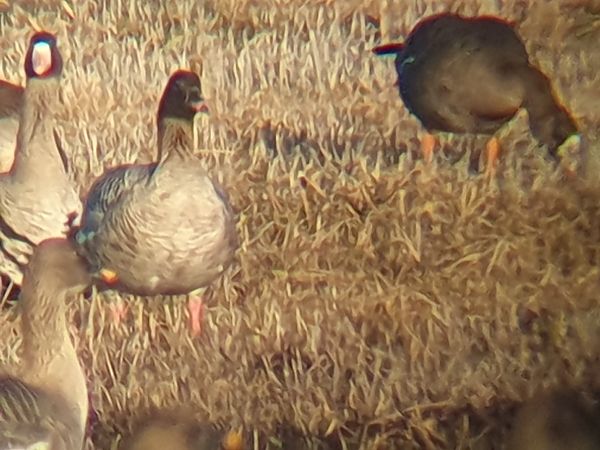 Oie à bec court  - Grzegorz Pac