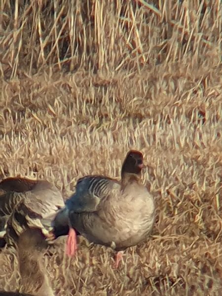 Kurzschnabelgans  - Grzegorz Pac