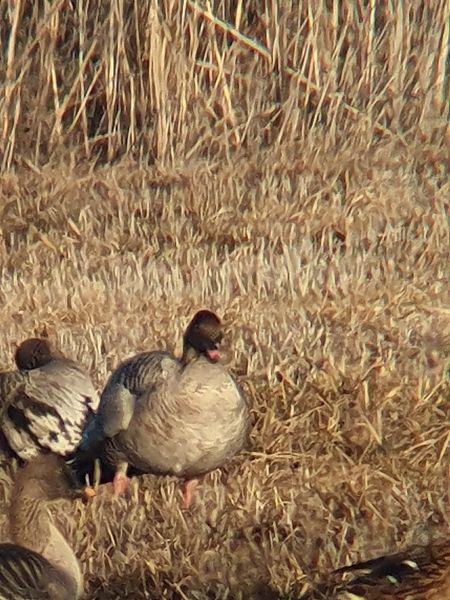 Oie à bec court  - Grzegorz Pac