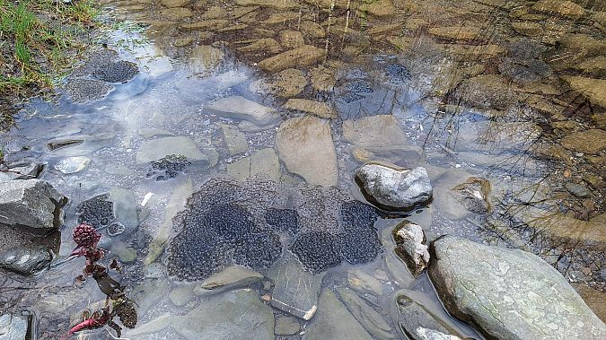 Rana temporaria  - Renato Cottalasso