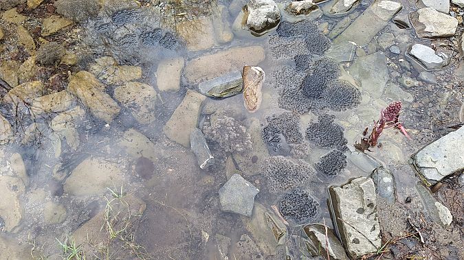 Rana temporaria  - Renato Cottalasso