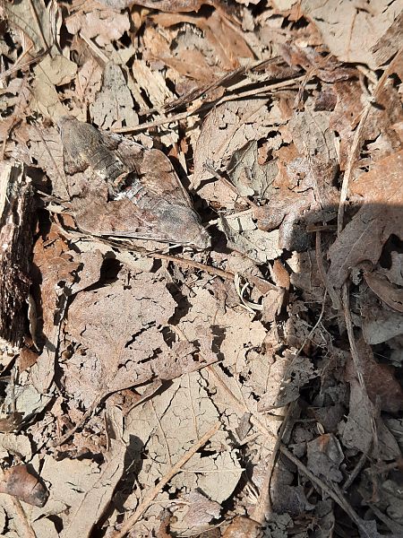 Macroglossum stellatarum  - Michele Coppola