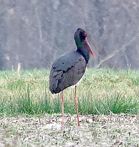 Cicogna nera  - Ivano Candon