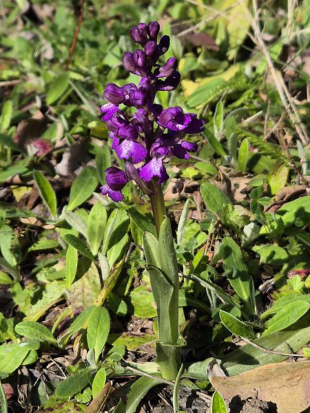 Anacamptis morio  - Evelyne Haber
