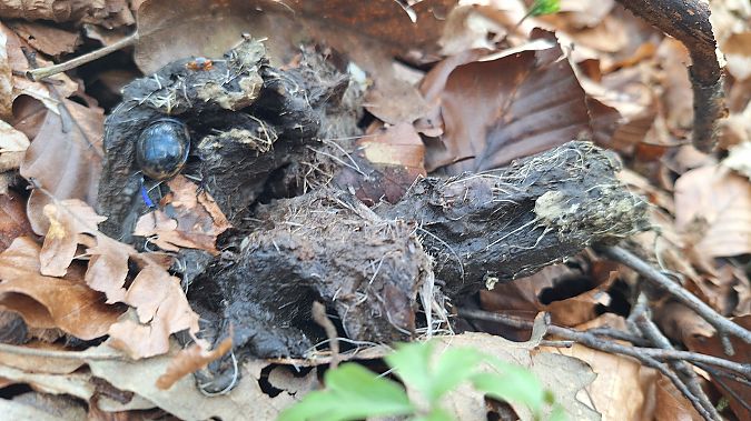 Lupo  - Renato Cottalasso