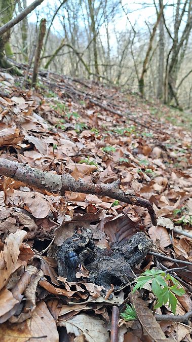 Lupo  - Renato Cottalasso