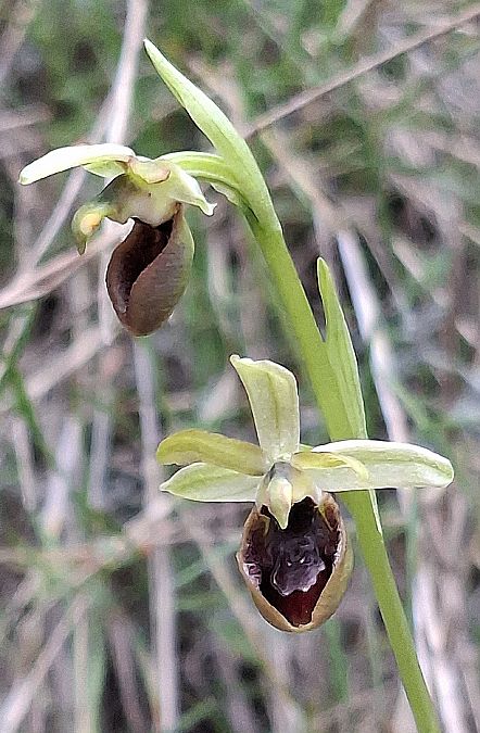 Ophrys occidentalis 