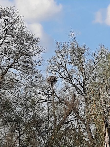 Cicogna bianca  - Bassano Riboni