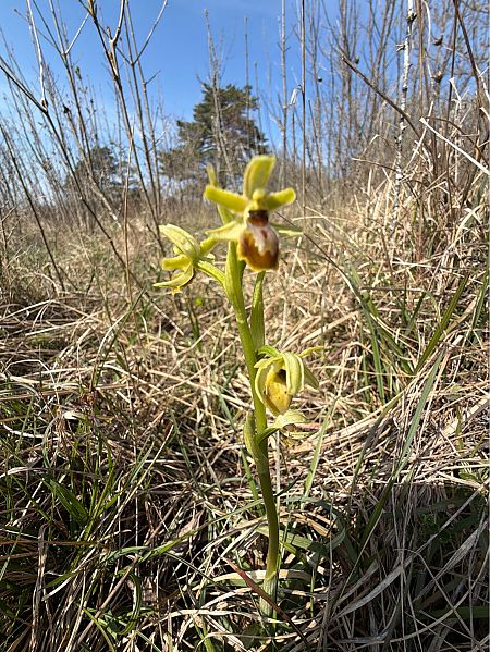 Ophrys araneola  - Jérôme Gardet