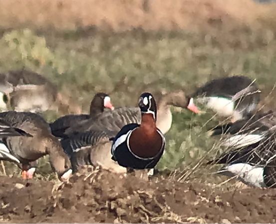 Rothalsgans  - Robert Wysocki