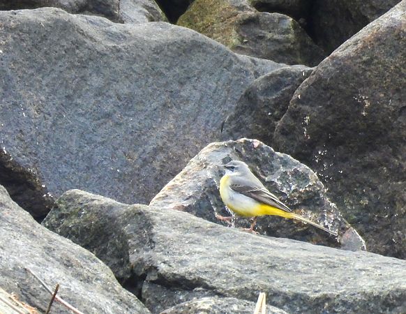 pliszka górska  - Natalia Gorczowska