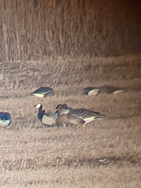 Bernache nonnette  - Grzegorz Pac