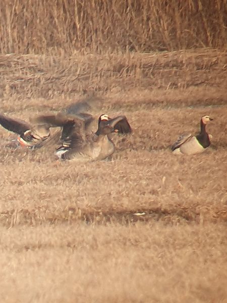 Bernache nonnette  - Grzegorz Pac