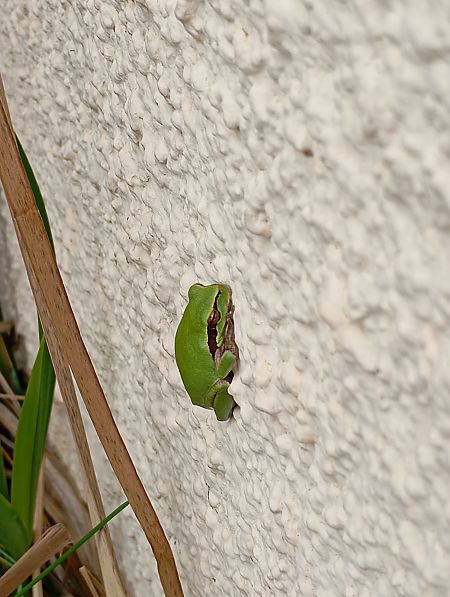 Reineta meridional  - Joan Ventura