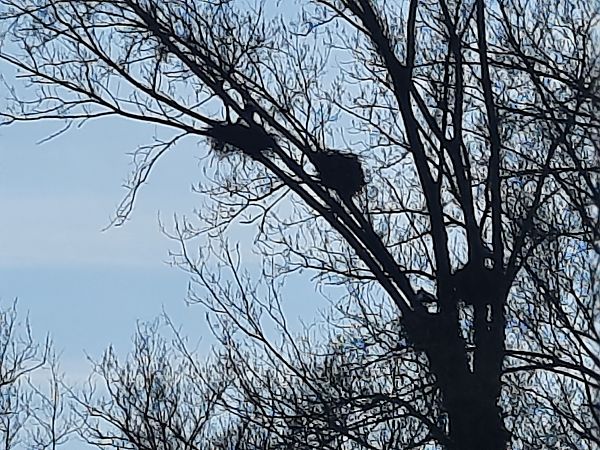 Cicogna bianca  - Bassano Riboni