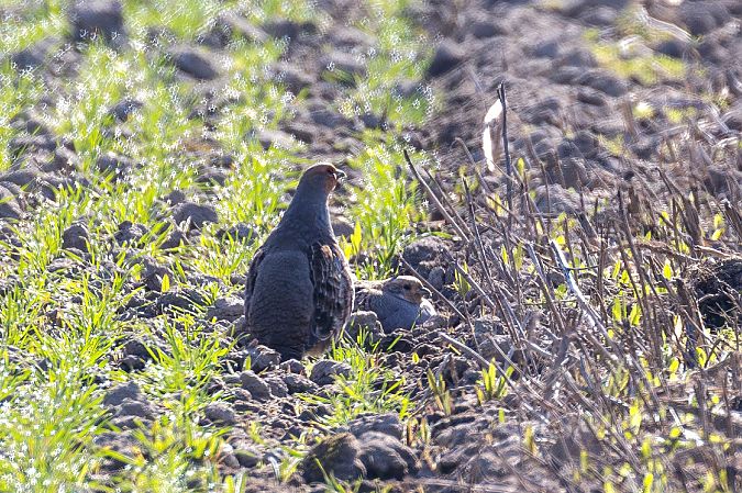 Perdrix grise  - Viehböck Helga
