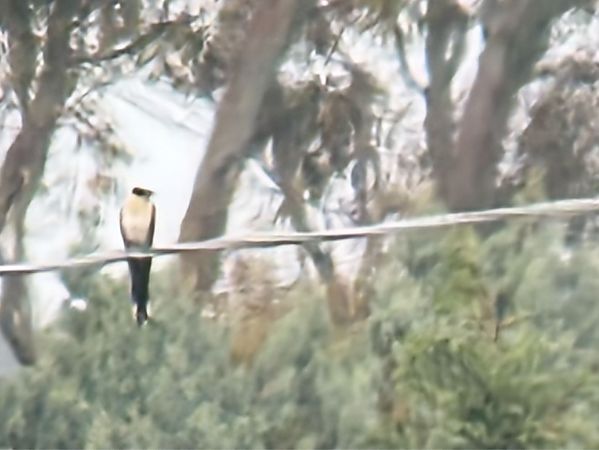 Cuculo dal ciuffo  - Enrico Castellucci