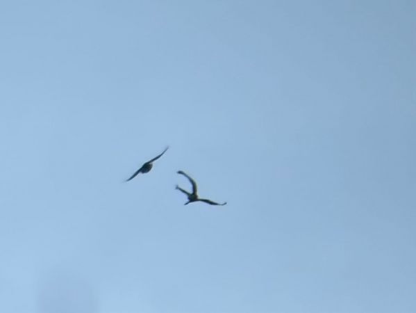 Steinadler  - Damian Ostrowski