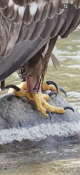 Aquila di mare  - Florian Gasser