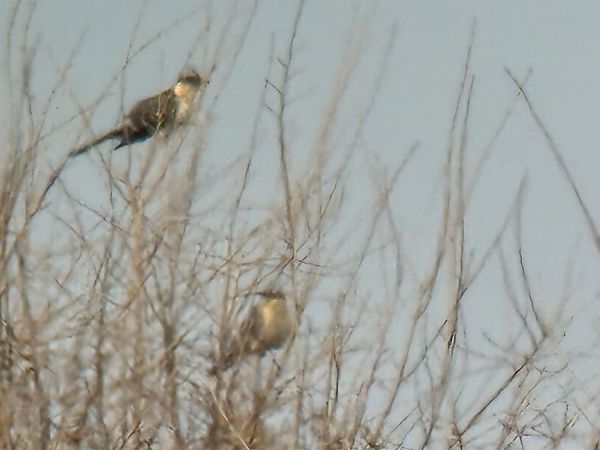 Cuculo dal ciuffo  - Enrico Castellucci