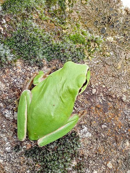 Reineta meridional  - Joan Ventura