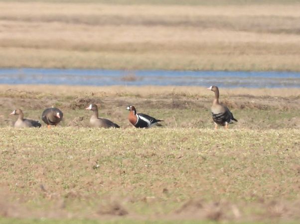 bernikla rdzawoszyja  - Adrian Dudkiewicz