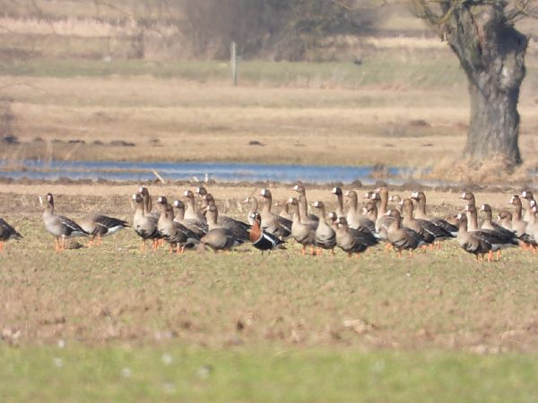 bernikla rdzawoszyja  - Adrian Dudkiewicz