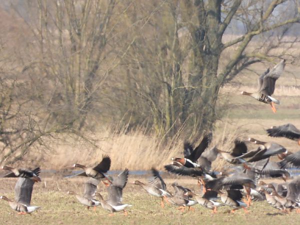 bernikla rdzawoszyja  - Adrian Dudkiewicz