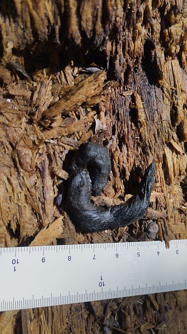 Fagina, gorjablanc  - Joan Pujol Collet