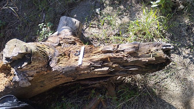 Fagina, gorjablanc  - Joan Pujol Collet