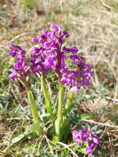Anacamptis morio  - Bernard Sonnerat