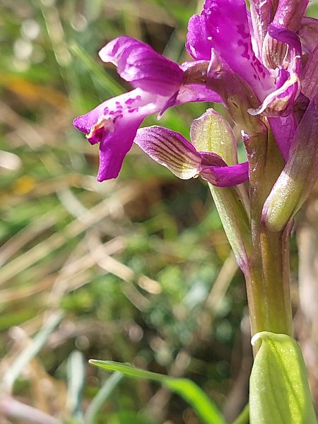 Anacamptis morio  - Bernard Sonnerat