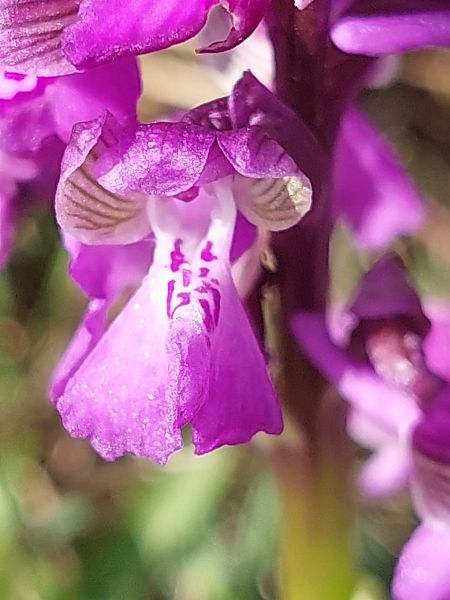 Anacamptis morio  - Bernard Sonnerat