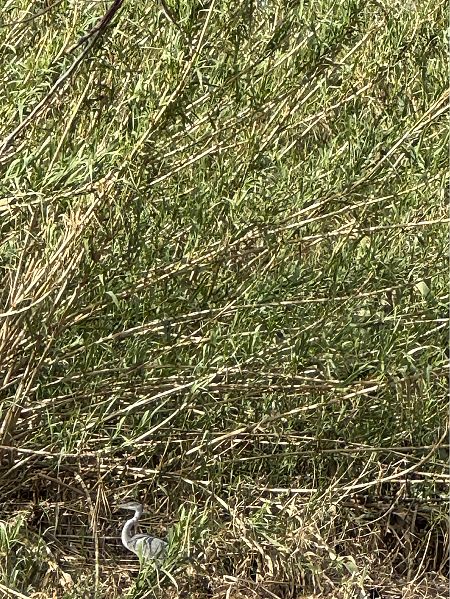 Martinet dels esculls  - Xavier Villalba Altayó