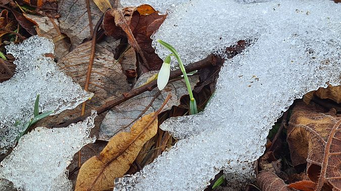 Galanthus nivalis  - Fabrizio Florit (FVG)