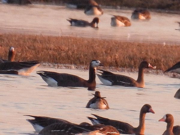 Gänsehybrid  - Kacper Mikulski